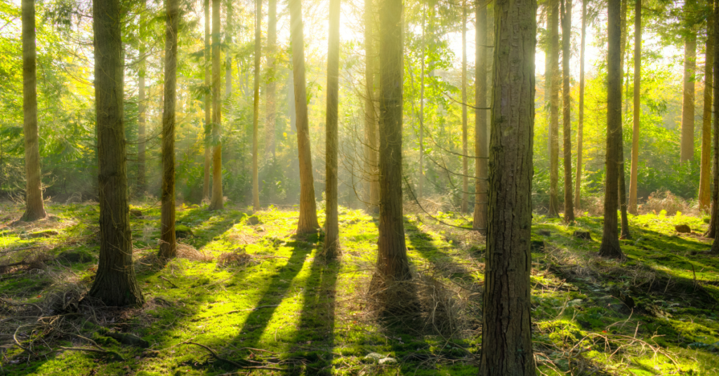 sun rise exposure in the morning