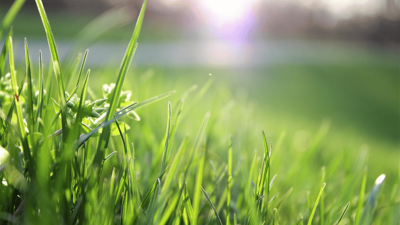 Artificial Grass